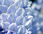 Cool Blue - Wisteria - 8 x 12 - Fine Art Photography - Digital Floral Print - Fluffy Feathery Spring Petals Macro Garden Flower Home Decor