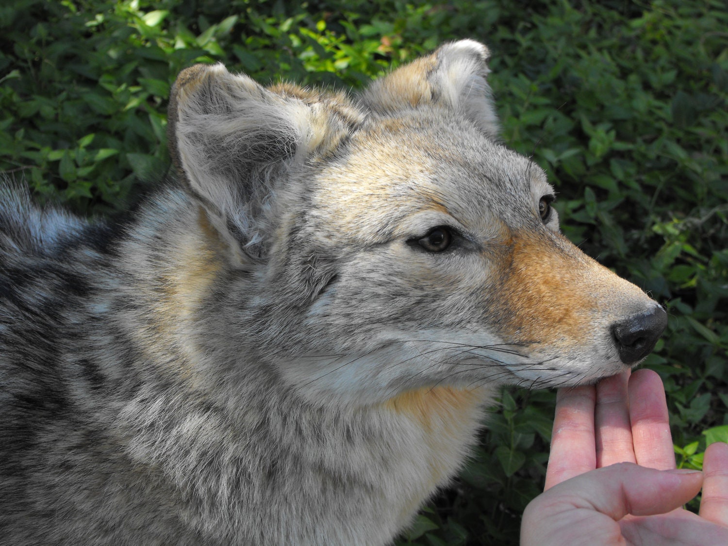 plush coyote