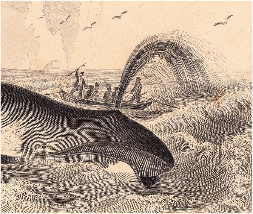 1869 antique WHALE engraving of a whale fishing scene in the artic by Charles D'Orbigny and Edouard Traviès, 143 years old nice fine print