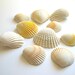 Chocolate Filled Candy Clam Shells -12