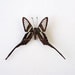 Real Butterfly Specimen, Unmounted, Ready Spread, The Green Dragontail Butterfly