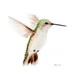 Hummingbird No.4 - Original Watercolor Painting - green and brown hummingbird in flight