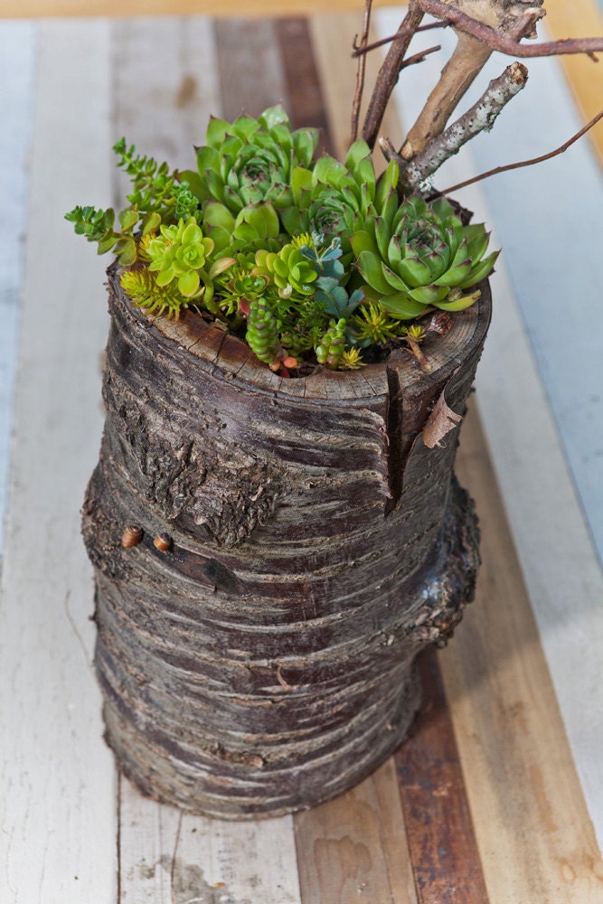 Large / re-BEAM Planter on cherry stump with Succulent Arrangement