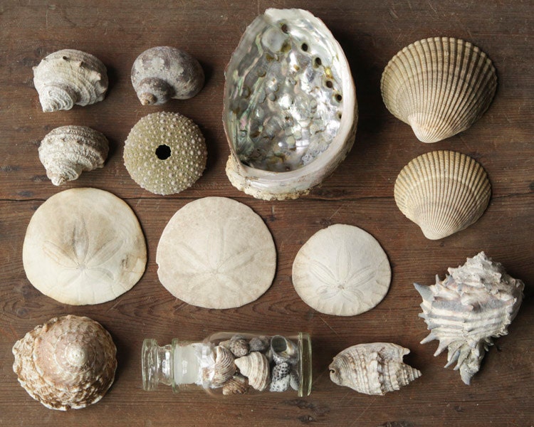Vintage Seashell Collection - Natural History Decor, Curiosity Cabinet Specimens, Lot of over 15 Shells