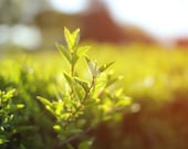 Nature photography - archival print - green leaf branch - flower photography - 12x8 fine art photograph