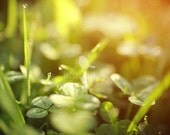 Nature photography - archival print - green clover - flower photography - 12x8 fine art photograph