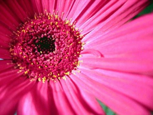 Pink Flower Photo Print 8x10 - Macro Shot Daisy