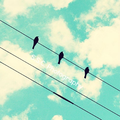 Birds on Wire photo. Birds. blue sky. clouds. bright. retro. black. white. "Three Little Birds". pick your size. nursery art. spring. summer