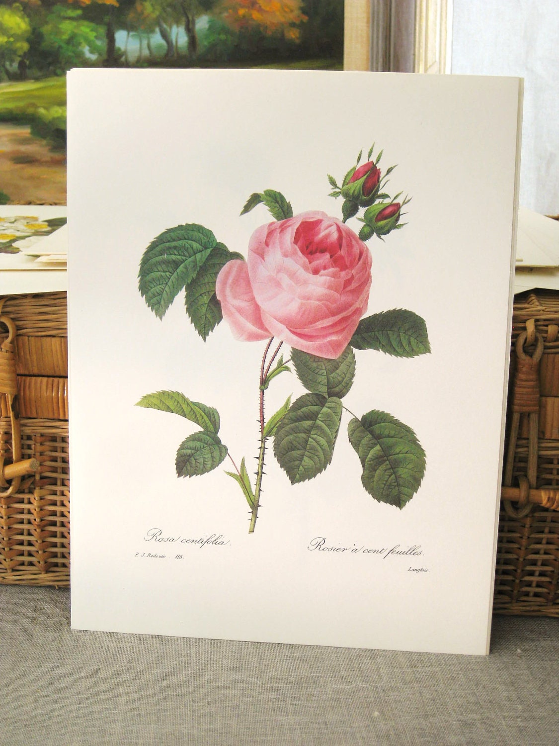 40% off Entire Shop - Vintage Botanical Print 10 x 13 No 118- Paper Ephemera