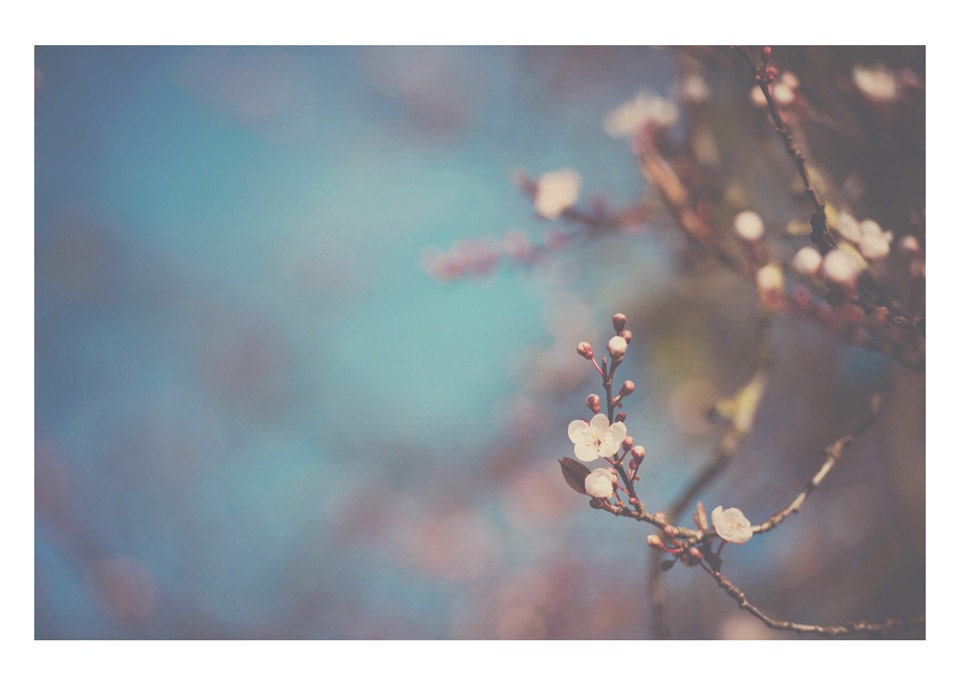 spring blossom flower color photo print - whimsical fine art nature photography, blue, white, flora, soft, beauty, peace - 7x5