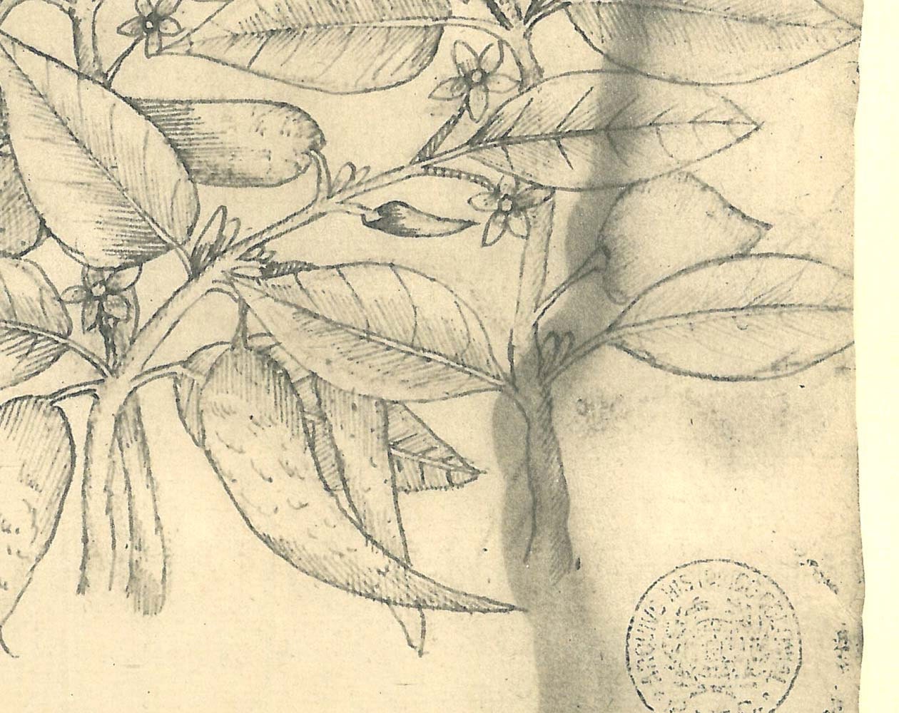 Botanical Sketch Drawing Quiinha Maranhao Brazil Frei Cristovao