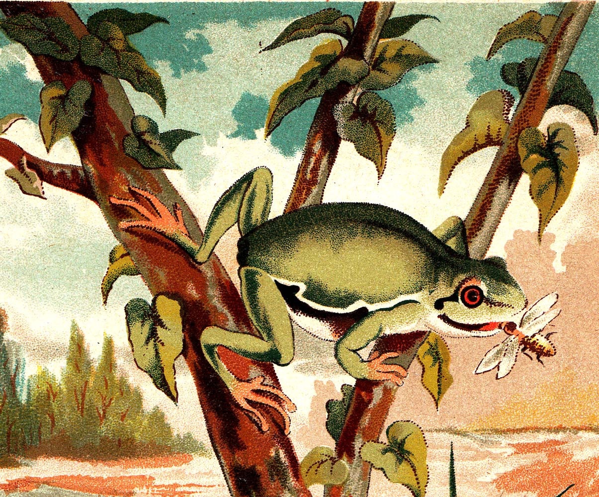 1883 Frogs Antique Color Lithograph Brehm Zoology Natural History