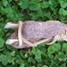 Stone Tomahawk ...///... Native American made