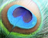 Peacock Feather Photograph, Cornell, California, Fine Art Photography, 5x7 Print, Matte Photography Print, Peacock Photography, Feather