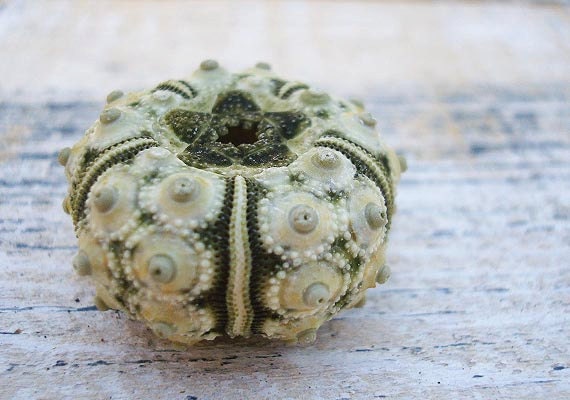 4 Green Sputnik Sea Urchins (1")
