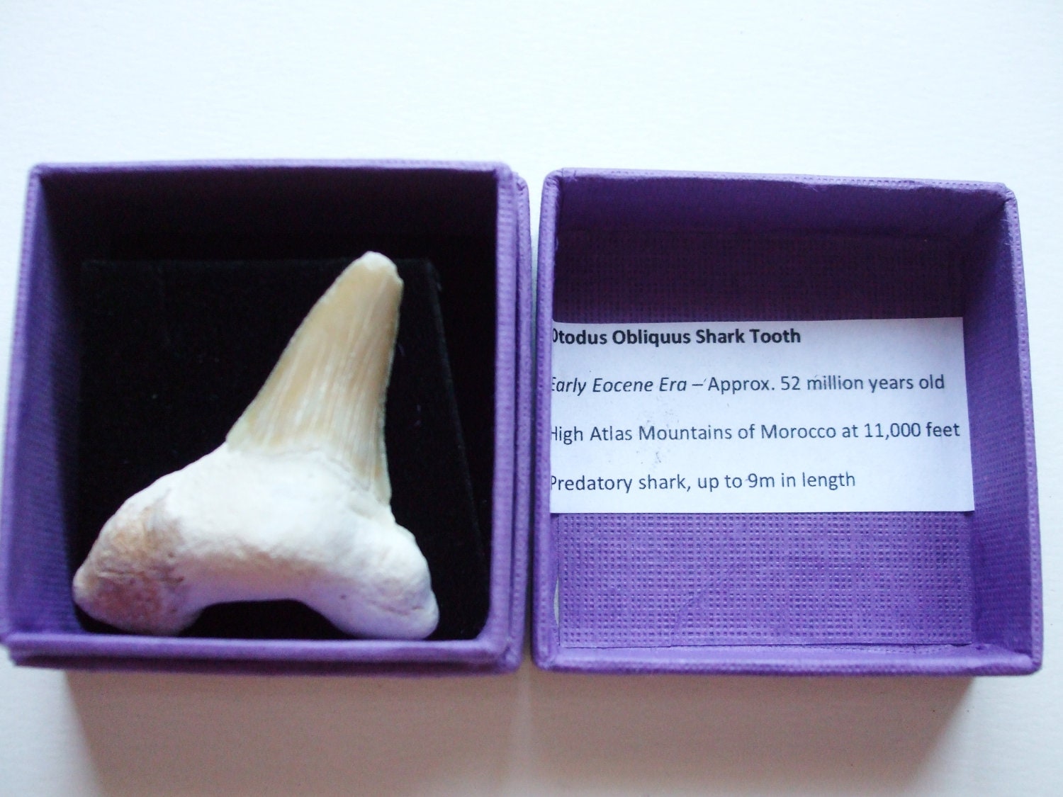 Fossil Otodus Shark Tooth in gift box (great white) - 52 million years old