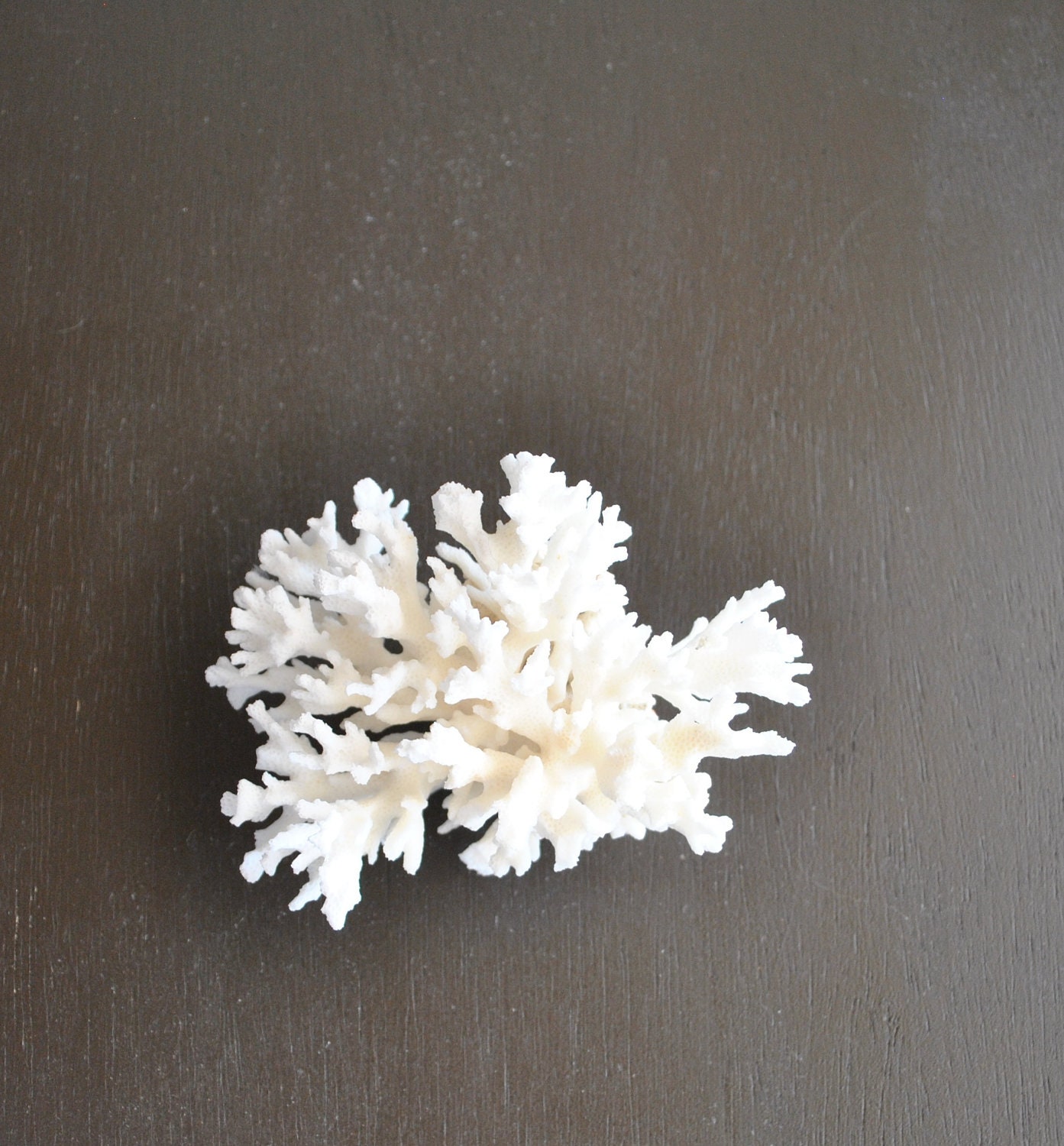 medium whole branch white coral specimen