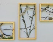 Birch Branch Triptych