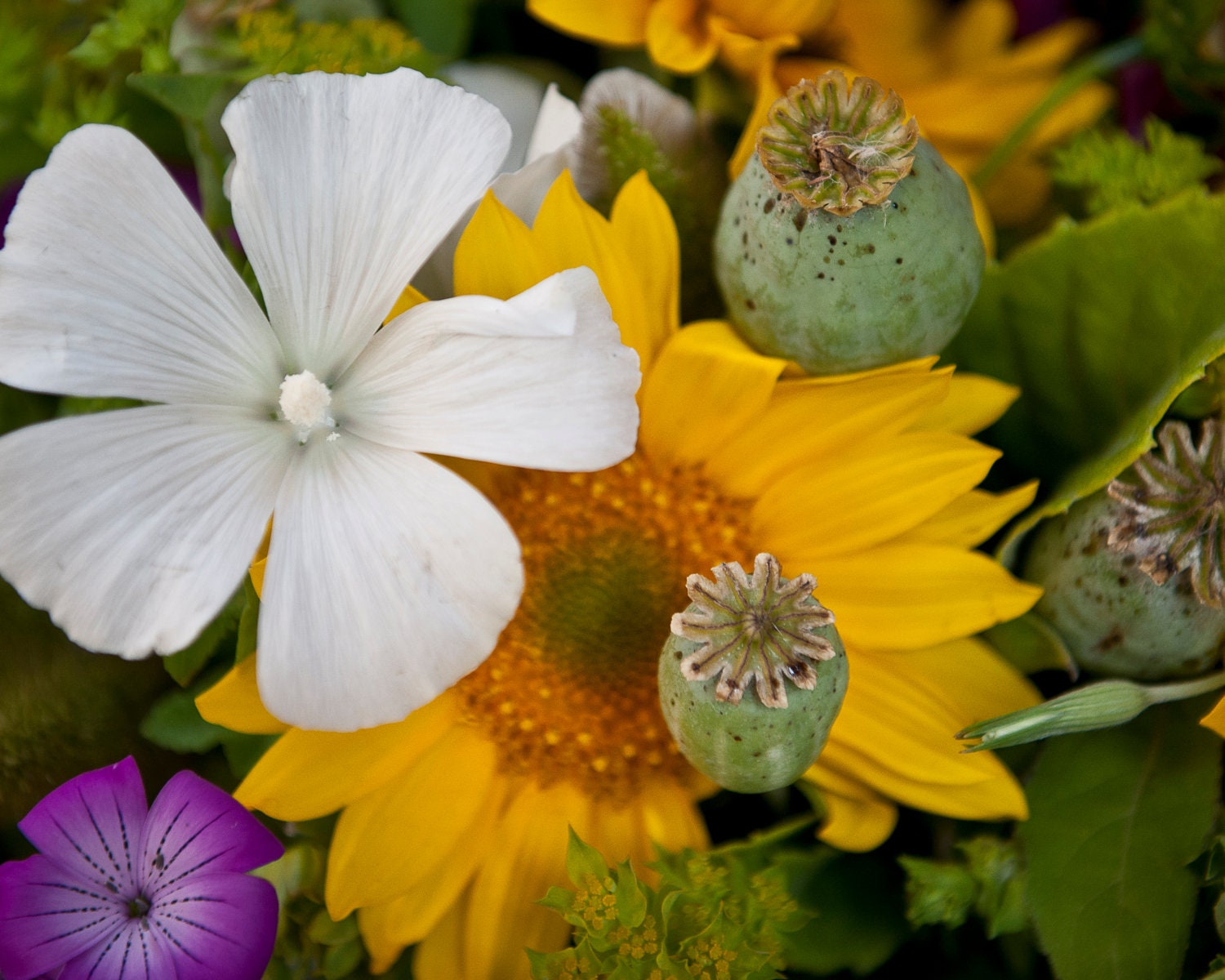 Flower Photography, Colorful San Francisco Farmer's Market Fresh Flowers Yellow, Purple, White 8 x 10 Fine Art Photograph