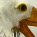Hand felted seagull animal mask / head dress suitable for performance, dance or theatre