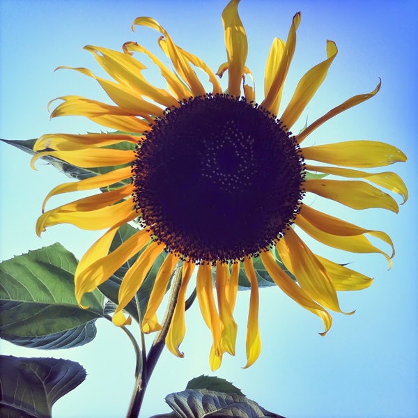 Happy Sunflower Blue Sky Leaves Fall Room Decor 8x8 Photograph by Kerry