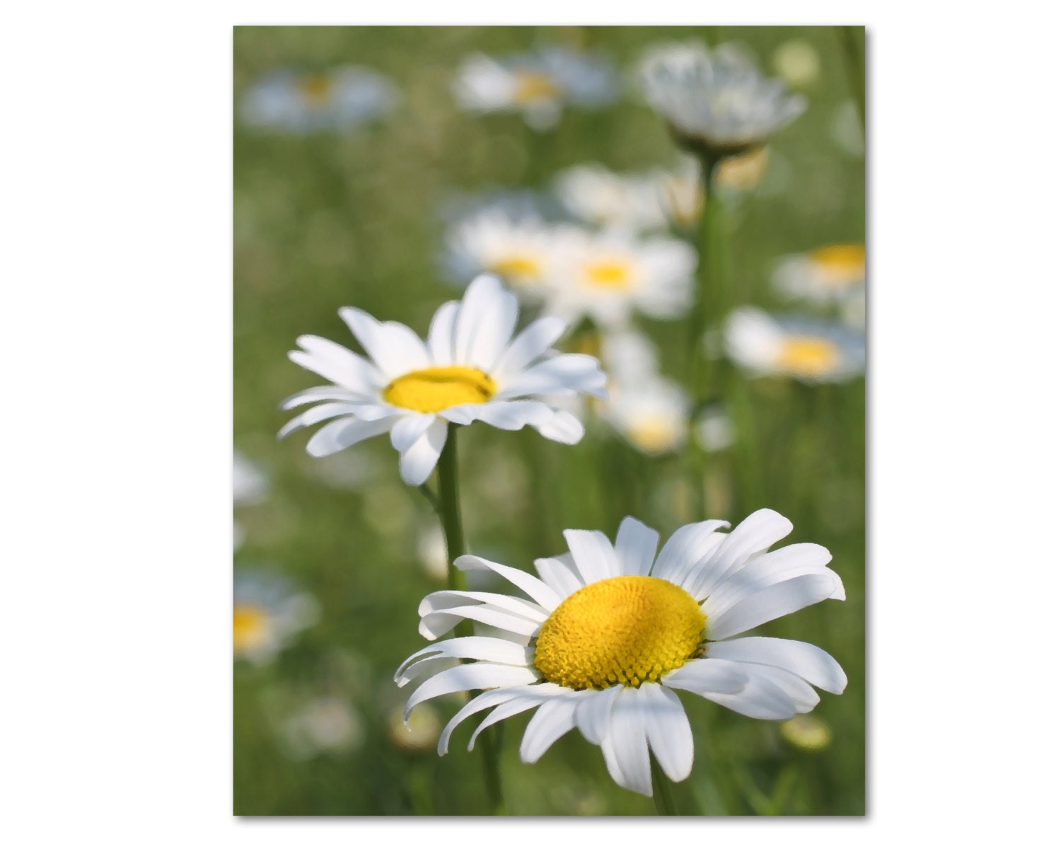 DAISIES, Flower Photography, Nature, Summer, Art, Home Decor