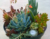 SUCCULENT Plants, Succulent Centerpiece, DIY succulent, Succulent containers - Ship date July 29th