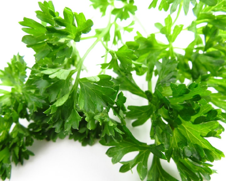 Kitchen Decor, Cooking Art, Parsley Photo Print, Herb Photography, Home Decor