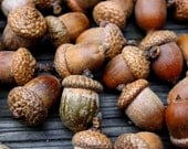 Acorns Large with Affixed Caps - Autumn crafts, decorations, DIY Rustic Wedding supplies- Vase Filler- Clean & dried - rusticcraftdesign