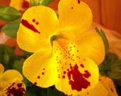 100 Seeds, Beautiful and unusual Monkey Flower, Mimulus x Grandiflorus