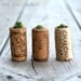 Lauren, Matt and Tim - A Swashbuckling Pack of 3 Succulents In Upcycled Cork Planters