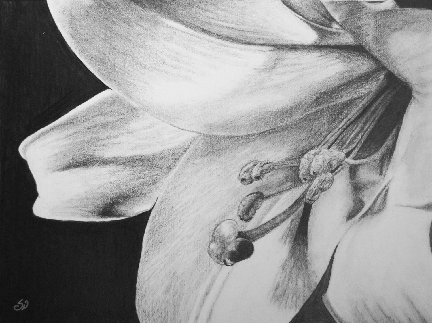 Drawn Lilies