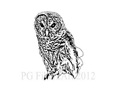 Barred Owl