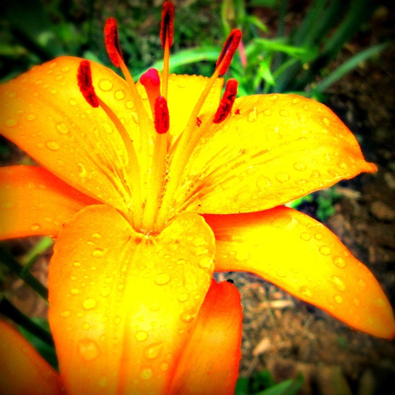 asian lily flower