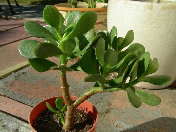 7 Money Jade Succulent Dollar Tree Rooted Plant by