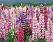 Organic Lupins Seeds - mixed color