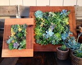 Living wall succulents - RootsMercantile