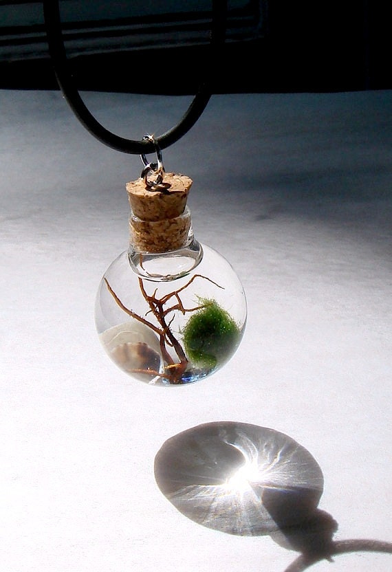 SALE Live Marimo Moss Ball Orb with Pearl Mini Terrarium Necklace