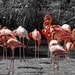 Pink Flamingos in a Black and White World A Fine Art Wall Decor Photograph