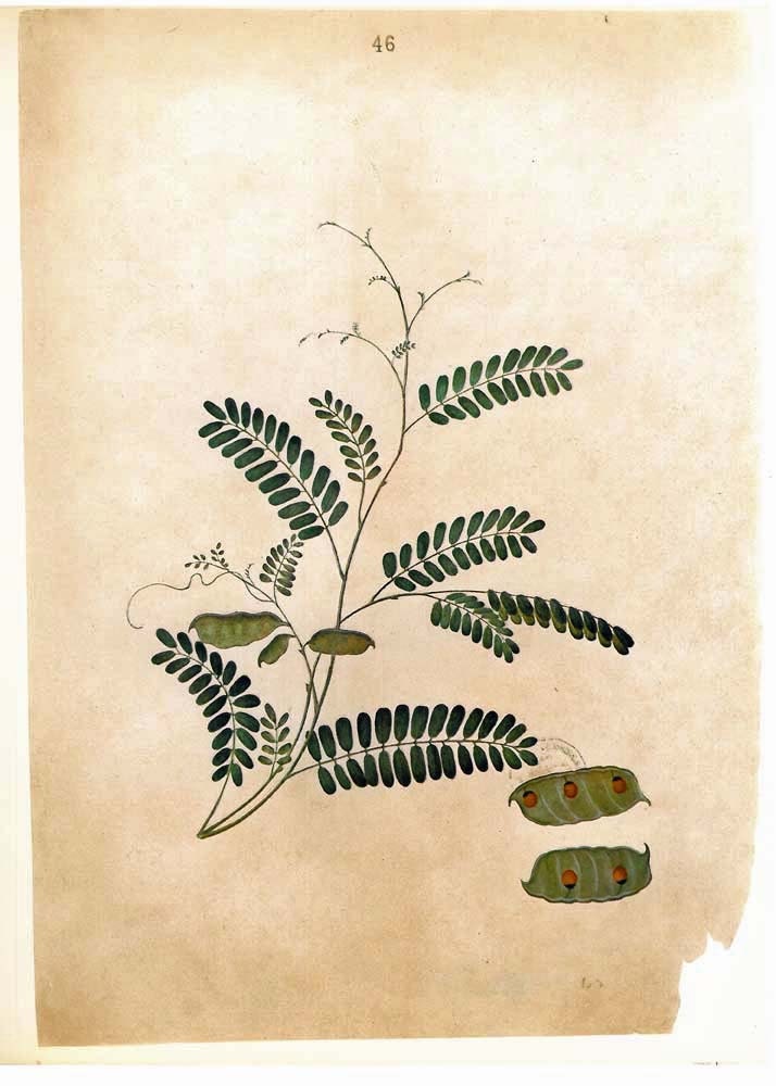 Vintage Botanical Art Print Indian Licorice Timor Flora