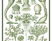 Vintage Ernst Haeckel 8" x 10" Sea Life Nautical Plants Victorian Era Science Illustration In Greens On Archival Quality Paper