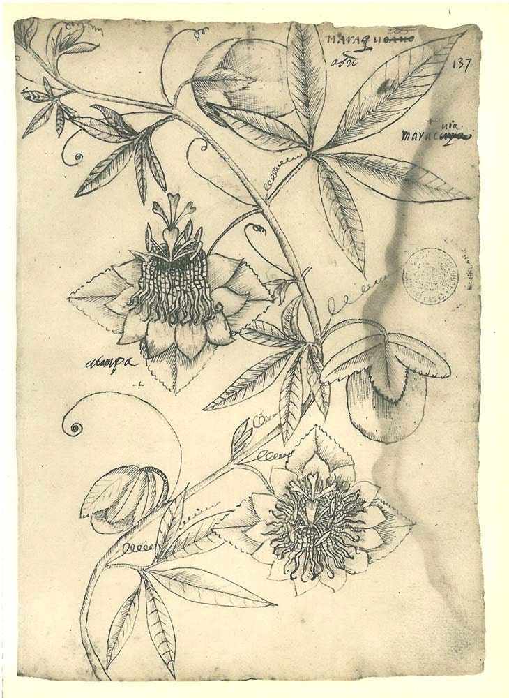 Passion Flower Vintage Drawing Botanical Sketch Passiflora Maranhao Brazil