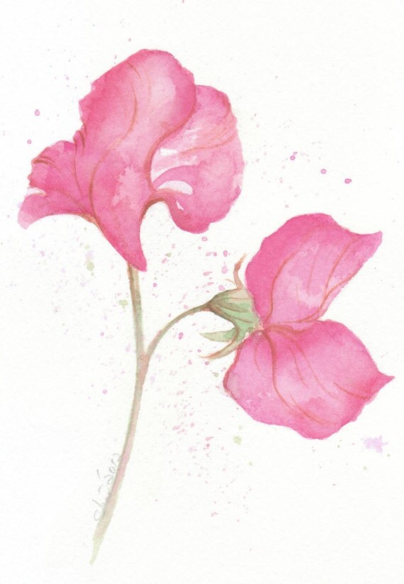 Flower, flower print, art, wall art, giclee art, watercolor giclee, watercolor art print, Pink Sweet Pea, original watercolor, giclee print