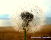 Dandelion on the Beach  Photo,  8x10 Print, Saskatchewan Landscape
