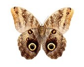 Brown Moth Vinyl Decal 3 inch wide