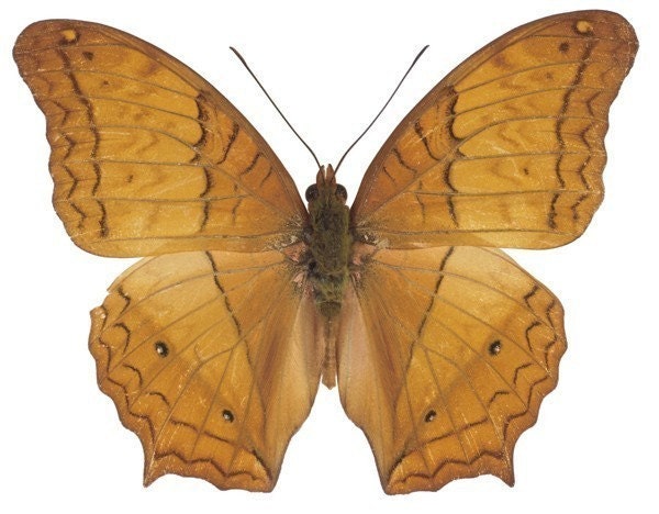 Golden Brown Moth Vinyl Decal 3 inch wide
