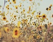 Fine Art Photography Kansas Field 8x10 Modern Wall Decor Yellow Field