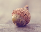 Abstract Fine Art Photograph, Autumn Acorn, Nut, Subtle Tones, Brown, Woodland, Home Decor, Wall Art,  Square 5x5 Print
