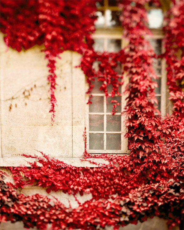 Autumn, Romantic Fall Photography, Ivy Leaves, Red Wall Art, Romantic Paris Window, Cranberry, Home Decor, White - Climbing the Walls