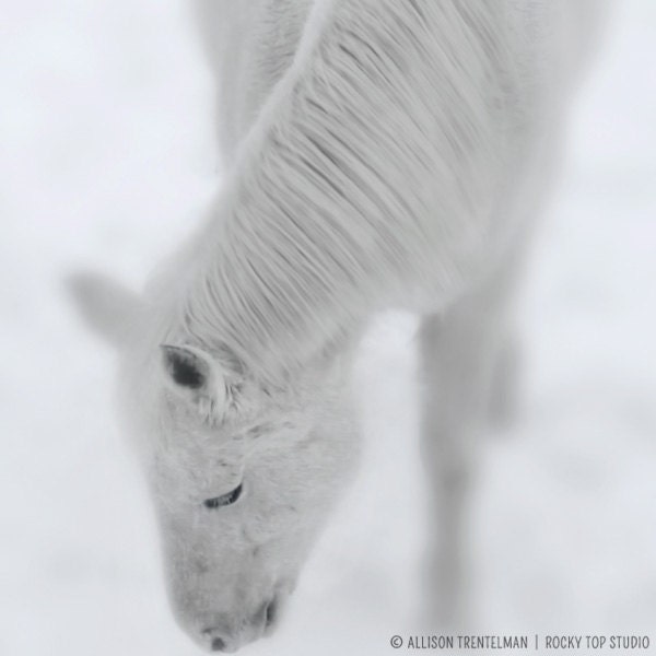 White Horse Photo, Black and White Horse Photography, Horse Photograph, Horse Art Print, Horse Print, Winter Snow Photo, Winter Art